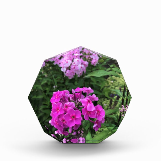 Blume im Weingut Chateau Morrisette, Floyd, VA Fotoblock (Vorderseite)