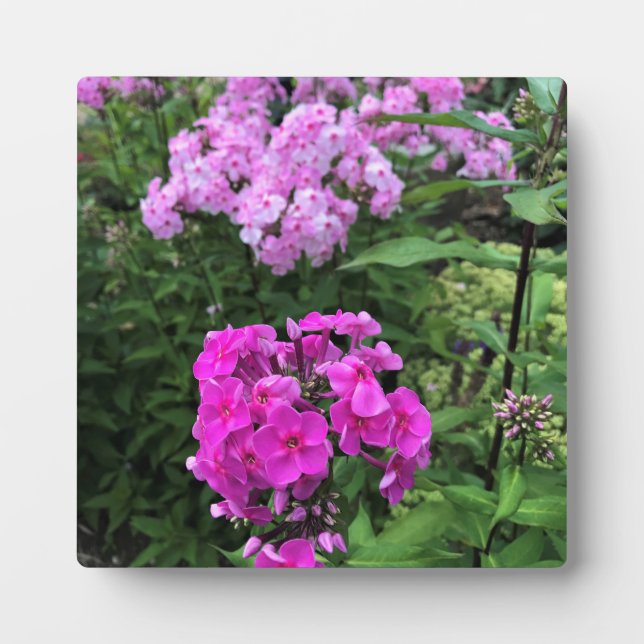 Blume im Weingut Chateau Morrisette, Floyd, VA Fotoplatte (Vorderseite)