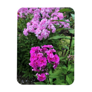 Blume im Weingut Chateau Morrisette, Floyd, VA Magnet