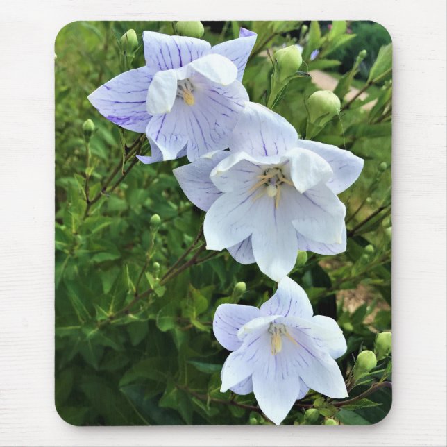 Blume im Weingut Chateau Morrisette, Floyd, VA Mousepad (Vorne)