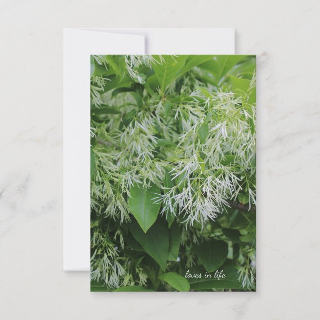 Blume im Weißen Garten Mitteilungskarte (Vorderseite)