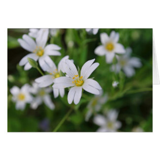 Blume im Wildwald