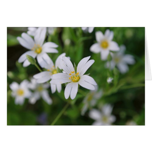 Blume im Wildwald (Vorderseite (Horizontal))