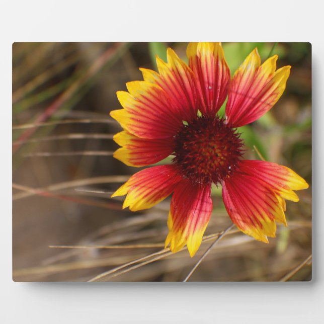 Blume im Wind Fotoplatte (Vorderseite)