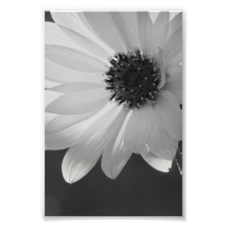 Blume in B/W Fotodruck