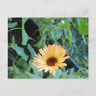 Blume in Blättern Zwei Postkarte