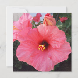 Blume in Chania Kreta, Griechenland Feiertagskarte