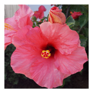 Blume in Chania Kreta, Griechenland Poster