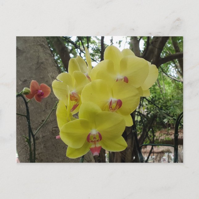 Blume in Chiang Mai Thailand Postkarte (Vorderseite)