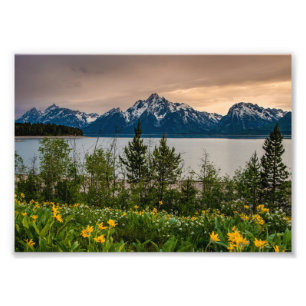 Blume in Colter Bay Fotodruck