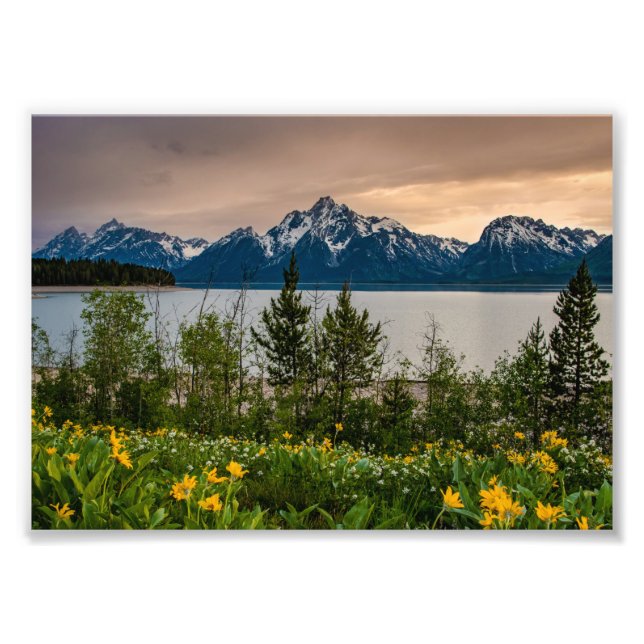 Blume in Colter Bay Fotodruck (Vorne)