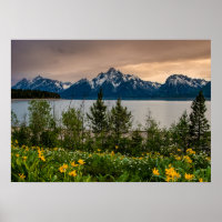 Blume in Colter Bay