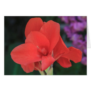 Blume in den Gärten der D. Carlos I