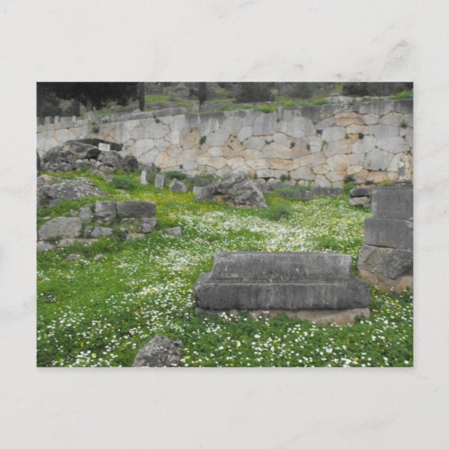 Blume in den Ruinen von Delphi Postkarte (Vorderseite)