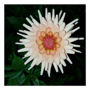 Blume in einer coolen Nacht Poster
