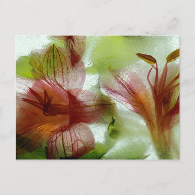 Blume in Eis Postkarte (Vorderseite)