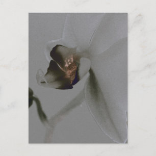 Blume in Grau Postkarte