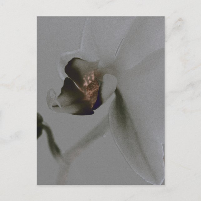 Blume in Grau Postkarte (Vorderseite)