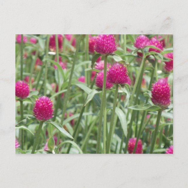 Blume in Heiß-Rosa Postkarte (Vorderseite)