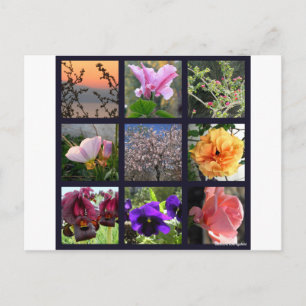 Blume in Israel Postkarte