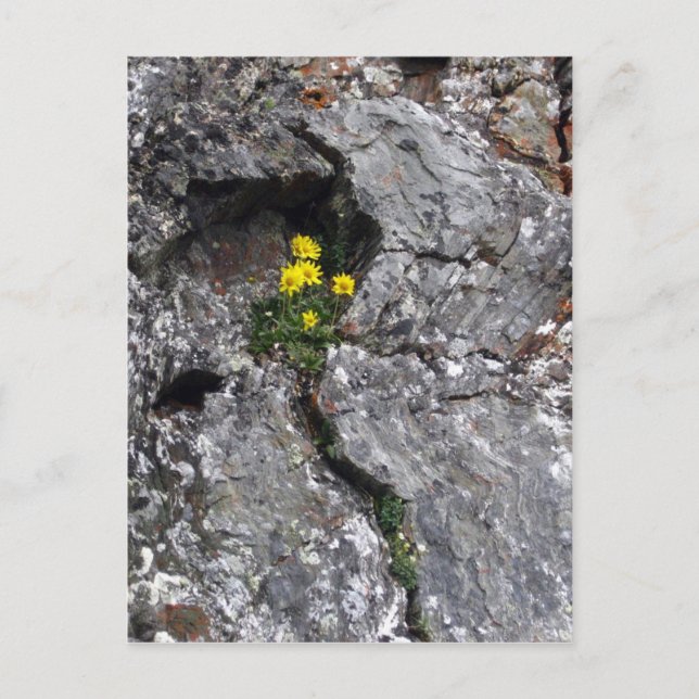 Blume in Rock Postkarte (Vorderseite)