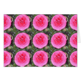 Blume in rosafarbenem Ranunculus