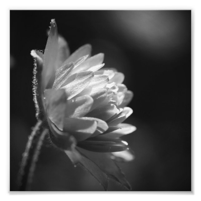 Blume in Schwarz und Weiß 8x8 Fotodruck (Vorne)
