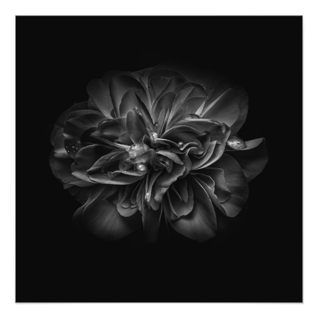 Blume in Schwarz und Weiß Nr. 67 Fotodruck (Vorne)