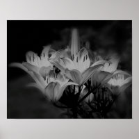 Blume in Schwarz und Weiß