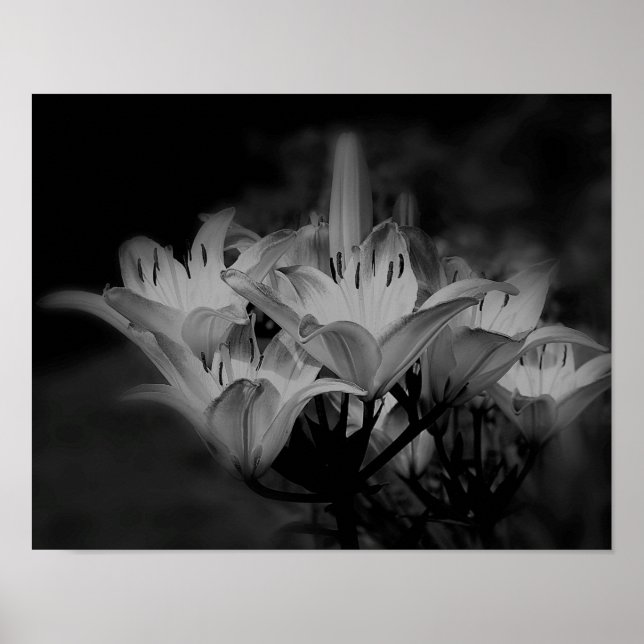 Blume in Schwarz und Weiß Poster (Vorne)