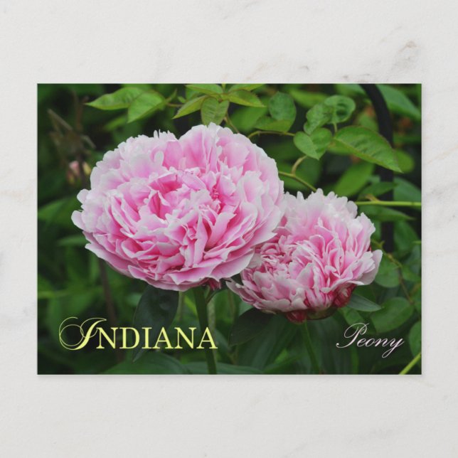 Blume Indiana Staat: Peony Postkarte (Vorderseite)
