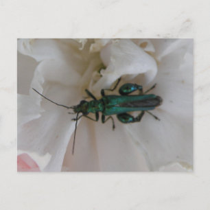 Blume Käfer Postkarte