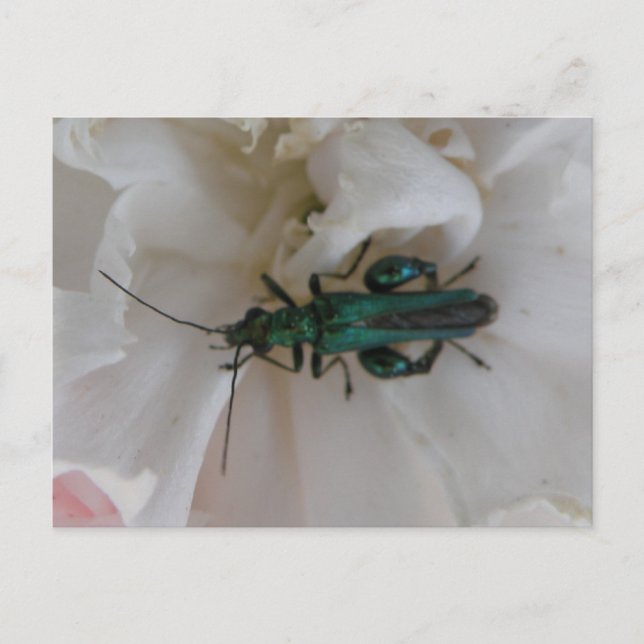 Blume Käfer Postkarte (Vorderseite)