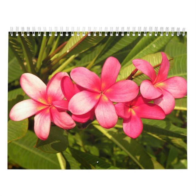Blume Kalender (Titelbild)
