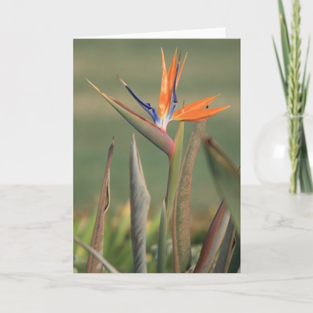 Blume Karte (Vorderseite)