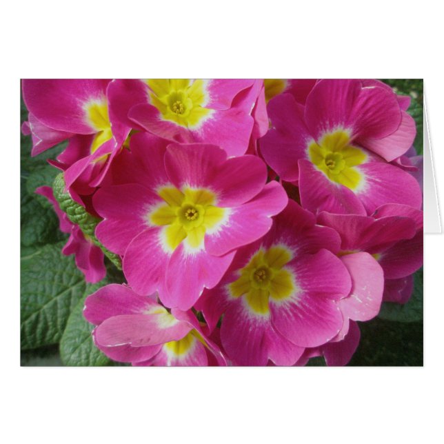 Blume-Karte (Hot Pink) (Vorderseite (Horizontal))