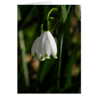 Blume-Karte "Snow Drop"
