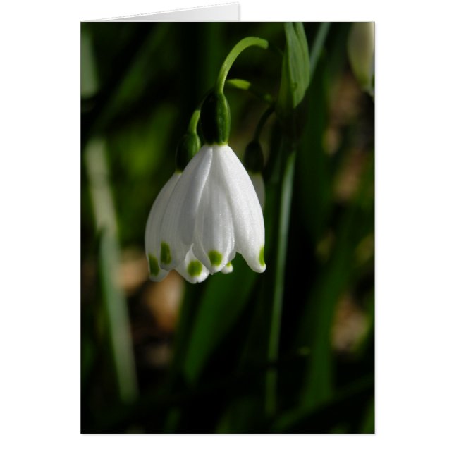 Blume-Karte "Snow Drop" (Vorne)