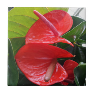 Blume Kleine (4,25" x 4,25") Keramik Foto Tile Fliese