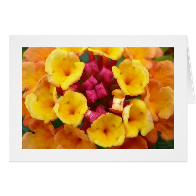 Blume Lantana II - grenzt an (Vorderseite (Horizontal))