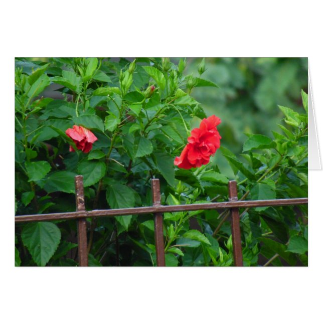 Blume Leaning Garden (Vorderseite (Horizontal))