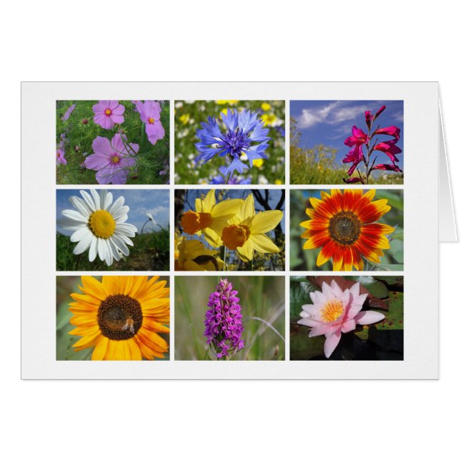 Blume-Liebhaber (Vorderseite (Horizontal))