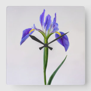 Blume   Lila Iris-Blume Quadratische Wanduhr
