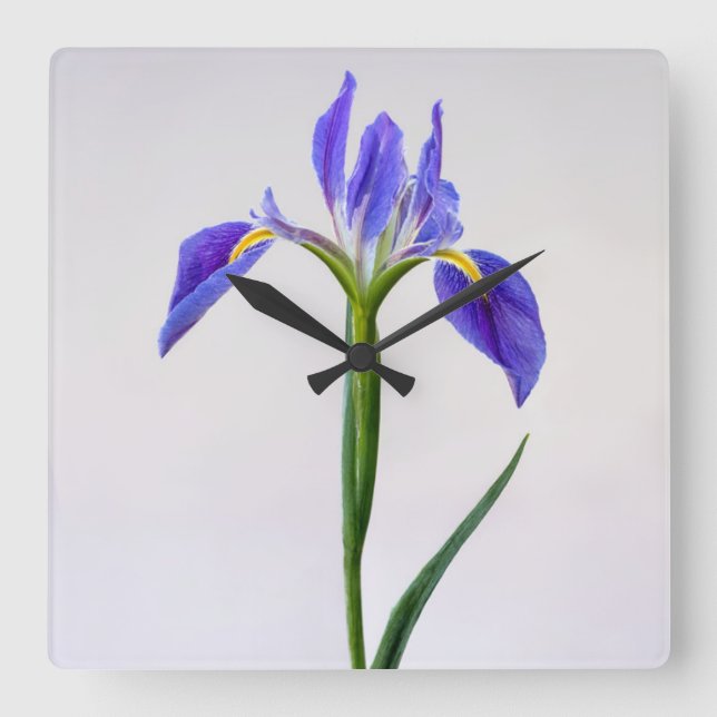 Blume | Lila Iris-Blume Quadratische Wanduhr (Vorderseite)