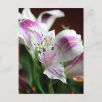 Blume lila und Weiße Lilie Postkarte