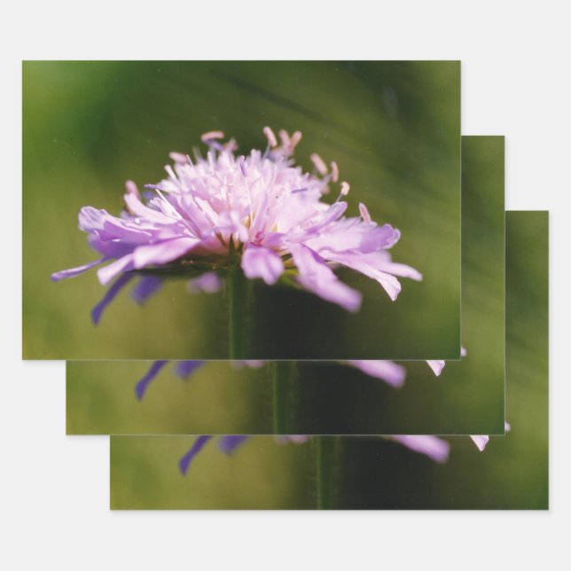 Blume Lilac Scabious (Knautia arvensis) Geschenkpapier Set (Set)