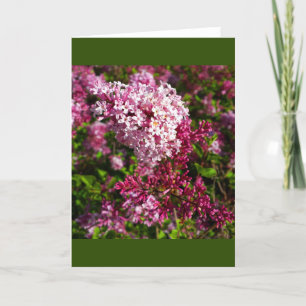 Blume - Lilacs in der Gartenkarte Karte
