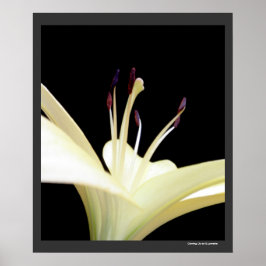 Blume Lilies Blume Foto Poster