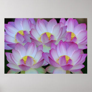 Blume Lotus und ihre Bedeutung Poster