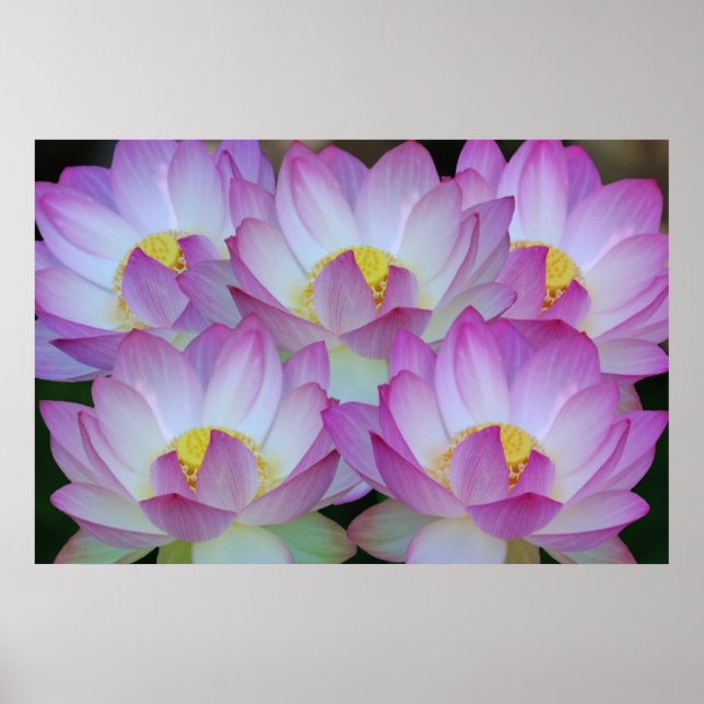 Blume Lotus und ihre Bedeutung Poster (Vorne)